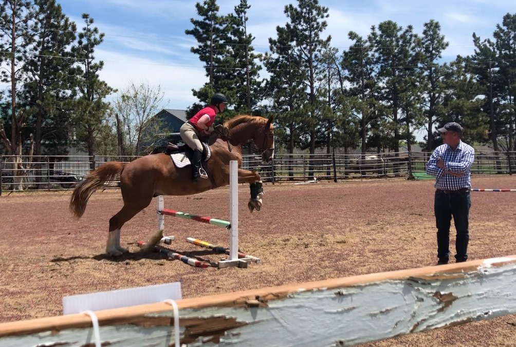 percheron jumping